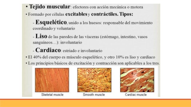 Las hernias de la columna vertebral sheynyy el departamento el estiramiento