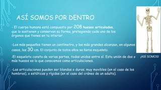 ASÍ SOMOS POR DENTRO
- El cuerpo humano está compuesto por 208 huesos articulados,
que lo sostienen y conservan su forma, protegiendo cada uno de los
órganos que tienes en tu interior.
-Los más pequeños tienen un centímetro, y los más grandes alcanzan, en algunos
casos, los 30 cm. El conjunto de todos ellos se llama esqueleto.
-El esqueleto consta de varias partes, todas unidas entre sí. Esta unión de dos o
más huesos es lo que conocemos como articulaciones.
-Las articulaciones pueden ser blandas o duras; muy movibles (en el caso de los
hombros), o estáticas y rígidas (en el caso del cráneo de un adulto).
¡ASÍ SOMOS!
 