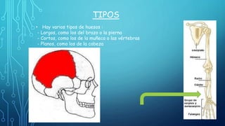 TIPOS
• Hay varios tipos de huesos :
- Largos, como los del brazo o la pierna
- Cortos, como los de la muñeca o las vértebras
- Planos, como los de la cabeza
 
