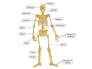 Frontal Temporal Esternón Costillas Cúbito Radio Pelvis Tibia Peroné Maxilar Húmero Vértebras Falanges de las manos Falanges de los pies Fémur 