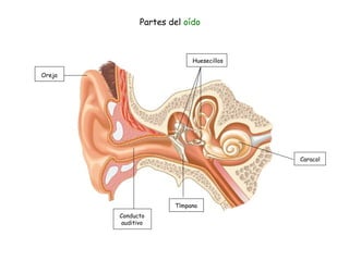 Oreja Conducto auditivo Tímpano Caracol Huesecillos Partes del  oído 