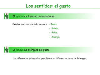 El  gusto  nos informa de los sabores.  Los sentidos: el gusto Existen cuatro clases de sabores: -   Dulce . -   Salado . -   Ácido . -   Amargo . La  lengua  es el órgano del gusto.  Los diferentes sabores los percibimos en diferentes zonas de la lengua. 