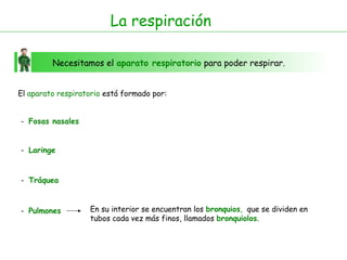 La respiración
Necesitamos el aparato respiratorio para poder respirar.
El aparato respiratorio está formado por:
- Fosas nasales
- Laringe
- Tráquea
- Pulmones En su interior se encuentran los bronquios, que se dividen en
tubos cada vez más finos, llamados bronquiolos.
 
