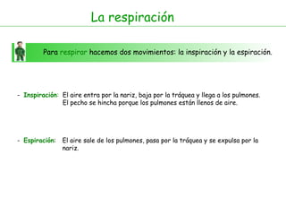 Para respirar hacemos dos movimientos: la inspiración y la espiración.
- Inspiración:
- Espiración:
El aire entra por la nariz, baja por la tráquea y llega a los pulmones.
El pecho se hincha porque los pulmones están llenos de aire.
El aire sale de los pulmones, pasa por la tráquea y se expulsa por la
nariz.
La respiración
 