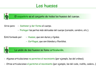 Los huesos
El esqueleto es el conjunto de todos los huesos del cuerpo.
Sirve para: - Sostener y dar forma al cuerpo.
- Proteger las partes más delicadas del cuerpo (corazón, cerebro, etc.).
Está formado por: - Huesos, que son duros y rígidos.
- Cartílagos, que son blandos y flexibles.
La unión de dos huesos se llama articulación.
- Algunas articulaciones no permiten el movimiento (por ejemplo, las del cráneo).
- Otras articulaciones sí permiten el movimiento (por ejemplo, las del codo, rodilla, cadera...)
 