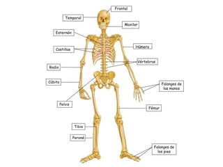 Frontal
Temporal
Esternón
Costillas
Cúbito
Radio
Pelvis
Tibia
Peroné
Maxilar
Húmero
Vértebras
Falanges de
las manos
Falanges de
los pies
Fémur
 