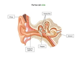 Oreja
Conducto
auditivo
Tímpano
Caracol
Huesecillos
Partes del oído
 