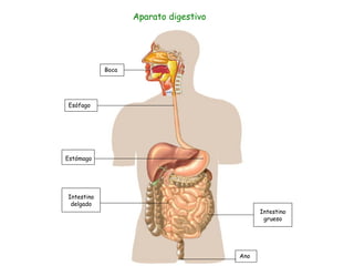 Boca
Esófago
Intestino
delgado
Estómago
Intestino
grueso
Ano
Aparato digestivo
 