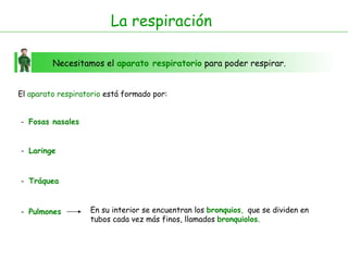 La respiración Necesitamos el  aparato respiratorio  para poder respirar. El  aparato respiratorio  está formado por: -  Fosas nasales -  Laringe -  Tráquea -  Pulmones En su interior se encuentran los  bronquios ,  que se dividen en tubos cada vez más finos, llamados  bronquiolos . 