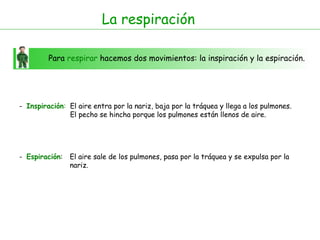 Para  respirar  hacemos dos movimientos: la inspiración y la espiración. -  Inspiración : -  Espiración : El aire entra por la nariz, baja por la tráquea y llega a los pulmones.  El pecho se hincha porque los pulmones están llenos de aire.  El aire sale de los pulmones, pasa por la tráquea y se expulsa por la nariz.  La respiración 