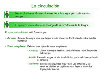 La circulación La  circulación  es el recorrido que hace la sangre por todo nuestro cuerpo. El  aparato circulatorio  se encarga de la circulación de la sangre. El  aparato circulatorio  está formado por: -  Corazón : -  Vasos sanguíneos : Bombea la sangre para que llegue a todo el cuerpo. Está situado entre los dos pulmones. Existen tres tipos de vasos sanguíneos: -  Arterias : -  Venas : Llevan la sangre desde el corazón hasta todas las partes del cuerpo. Llevan la sangre desde las distintas partes del cuerpo hasta el corazón. -  Capilares : Son vasos sanguíneos muy finos. Las arterias y las venas se dividen en capilares para llegar a todos los órganos del cuerpo.  