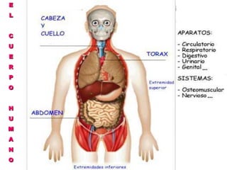 E L C U E R P O H U M A N O 