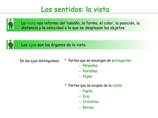 Los sentidos: la vista La  vista  nos informa del tamaño, la forma, el color, la posición, la distancia y la velocidad a la que se desplazan los objetos.  Los  ojos  son los órganos de la vista.  En los ojos distinguimos: *   Partes que se encargan de  protegerlos: *   Partes que se ocupan de la  visión: -  Párpados . -  Pestañas . -  Cejas . -  Pupila . -  Iris . -  Cristalino . -  Retina . 