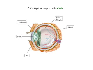 Cristalino Partes que se ocupan de la  visión Pupila Iris Retina Globo del ojo 