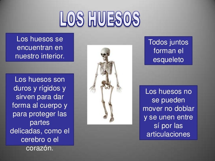 Para Que Sirven Los Huesos Sesamoideos