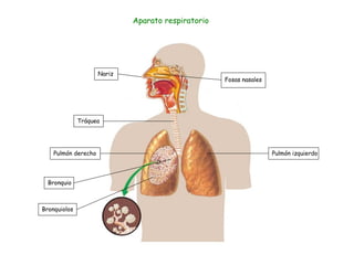 Fosas nasales Nariz Tráquea Pulmón izquierdo Bronquio Bronquiolos Pulmón derecho Aparato respiratorio 