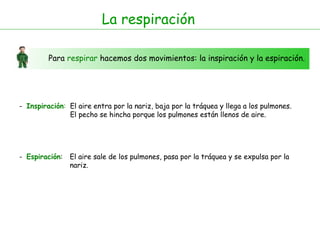 Para  respirar  hacemos dos movimientos: la inspiración y la espiración. -  Inspiración : -  Espiración : El aire entra por la nariz, baja por la tráquea y llega a los pulmones.  El pecho se hincha porque los pulmones están llenos de aire.  El aire sale de los pulmones, pasa por la tráquea y se expulsa por la nariz.  La respiración 