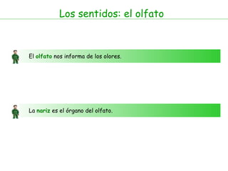 Los sentidos: el olfato El  olfato  nos informa de los olores. La  nariz  es el órgano del olfato.  