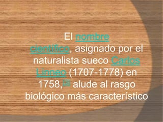 El nombre científico, asignado por el naturalista sueco Carlos Linneo (1707-1778) en 1758,[3] alude al rasgo biológico más característico