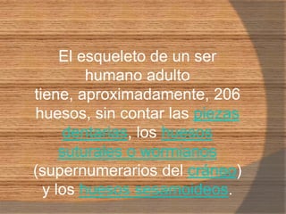 El esqueleto de un ser humano adulto tiene, aproximadamente, 206 huesos, sin contar las piezas dentarias, los huesos suturales o wormianos (supernumerarios del cráneo) y los huesos sesamoideos.
