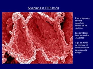 Células Cancerígenas En El Pulmón.
Aquí ves las
células del
pulmón,
encorvadas, y
descoloridas.
Contrástala con
los alveol...