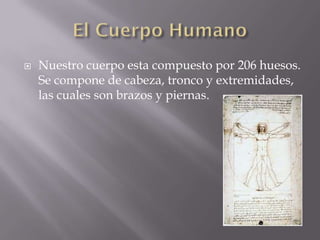   Nuestro cuerpo esta compuesto por 206 huesos.
    Se compone de cabeza, tronco y extremidades,
    las cuales son brazos y piernas.
 