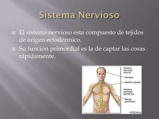    El sistema nervioso esta compuesto de tejidos
    de origen ectodérmico.
   Su función primordial es la de captar las cosas
    rápidamente.
 