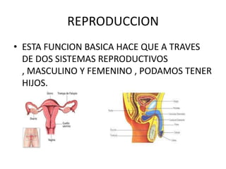REPRODUCCION
• ESTA FUNCION BASICA HACE QUE A TRAVES
DE DOS SISTEMAS REPRODUCTIVOS
, MASCULINO Y FEMENINO , PODAMOS TENER
HIJOS.
 