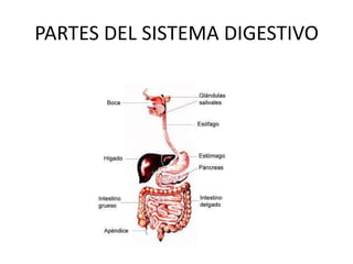 PARTES DEL SISTEMA DIGESTIVO
 