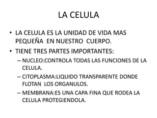 LA CELULA
• LA CELULA ES LA UNIDAD DE VIDA MAS
PEQUEÑA EN NUESTRO CUERPO.
• TIENE TRES PARTES IMPORTANTES:
– NUCLEO:CONTROLA TODAS LAS FUNCIONES DE LA
CELULA.
– CITOPLASMA:LIQUIDO TRANSPARENTE DONDE
FLOTAN LOS ORGANULOS.
– MEMBRANA:ES UNA CAPA FINA QUE RODEA LA
CELULA PROTEGIENDOLA.
 