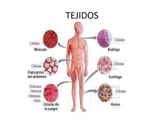 TEJIDOS
 