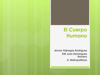 El Cuerpo Humano Alvaro Fábregas Rodríguez ESE Juan Domínguez Romero U. Metropolitana 
