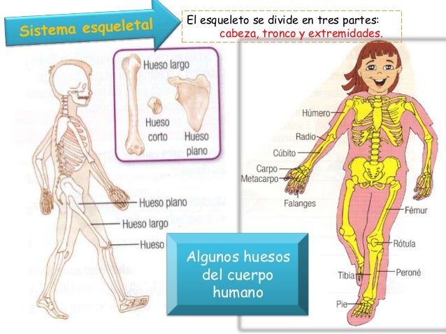 Que Pasaria Si No Tuvieramos Sistema Nervioso