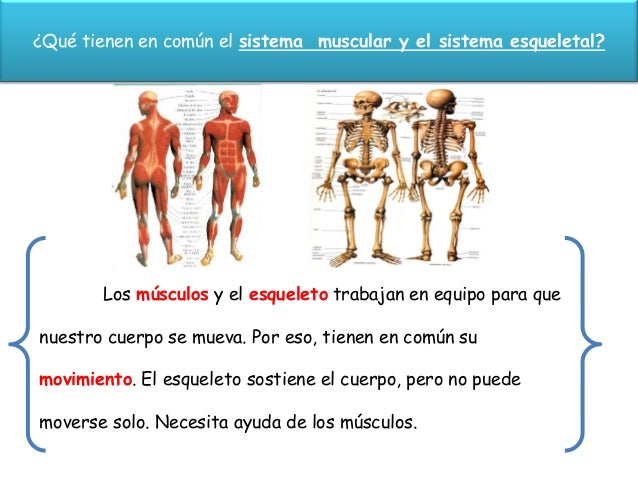 Que Pasaria Si No Tuvieramos Sistema Nervioso
