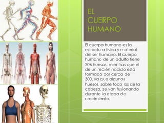EL
 CUERPO
 HUMANO

El cuerpo humano es la
estructura física y material
del ser humano. El cuerpo
humano de un adulto tiene
206 huesos, mientras que el
de un recién nacido está
formado por cerca de
300, ya que algunos
huesos, sobre todo los de la
cabeza, se van fusionando
durante la etapa de
crecimiento.
 