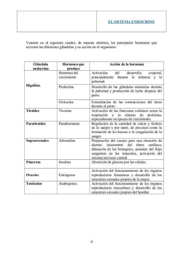 EL SISTEMA ENDOCRINO