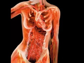 El cuerpo humano translucido