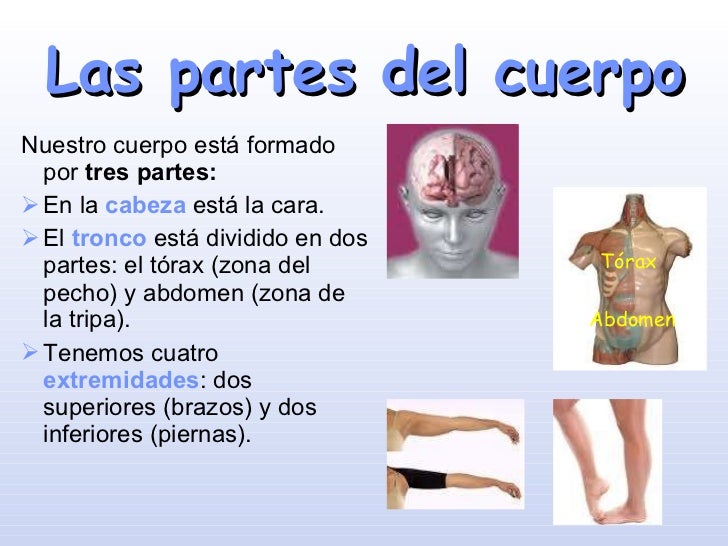 El cuerpo humano unidad 1