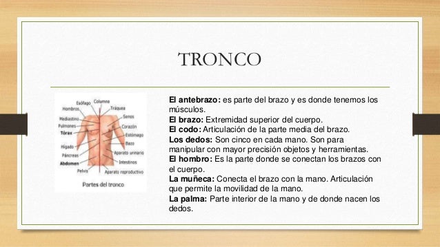 el cuerpo humano y sus partes