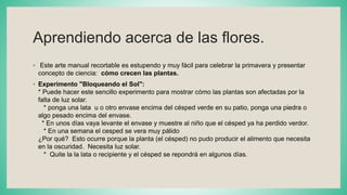 Aprendiendo acerca de las flores.
◦ Este arte manual recortable es estupendo y muy fácil para celebrar la primavera y presentar
concepto de ciencia: cómo crecen las plantas.
◦ Experimento "Bloqueando el Sol":
* Puede hacer este sencillo experimento para mostrar cómo las plantas son afectadas por la
falta de luz solar.
* ponga una lata u o otro envase encima del césped verde en su patio, ponga una piedra o
algo pesado encima del envase.
* En unos días vaya levante el envase y muestre al niño que el césped ya ha perdido verdor.
* En una semana el cesped se vera muy pálido
¿Por qué? Esto ocurre porque la planta (el césped) no pudo producir el alimento que necesita
en la oscuridad. Necesita luz solar.
* Quite la la lata o recipiente y el césped se repondrá en algunos días.
 