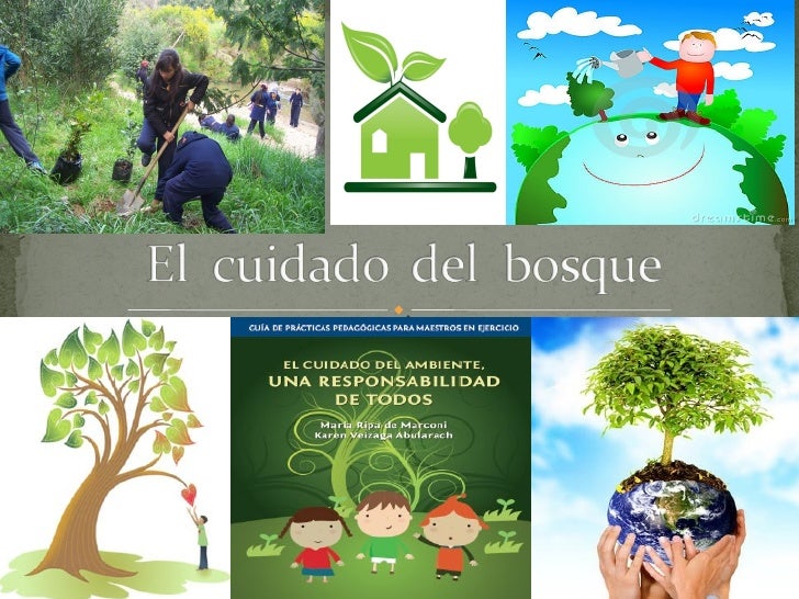 El cuidado del bosque