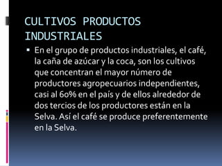 CULTIVOS PRODUCTOS
INDUSTRIALES
 En el grupo de productos industriales, el café,
  la caña de azúcar y la coca, son los cultivos
  que concentran el mayor número de
  productores agropecuarios independientes,
  casi al 60% en el país y de ellos alrededor de
  dos tercios de los productores están en la
  Selva. Así el café se produce preferentemente
  en la Selva.
 