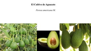 El Cultivo de Aguacate
Persea americana M.
 