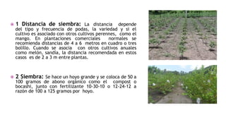  1 Distancia de siembra: La distancia depende
del tipo y frecuencia de podas, la variedad y si el
cultivo es asociado con...