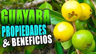 El Cultivo de Guayaba.pdf