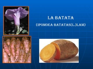 LA BATATA (ipomoea batatas(L.)lam) 