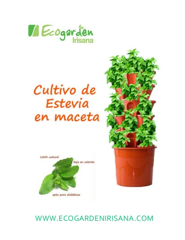 El cultivo de la estevia en maceta El cultivo de la estevia en maceta
