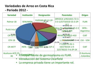 El cultivo del arroz en Costa Rica