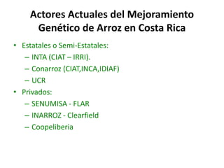 El cultivo del arroz en Costa Rica
