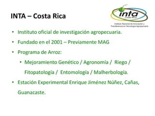 El cultivo del arroz en Costa Rica